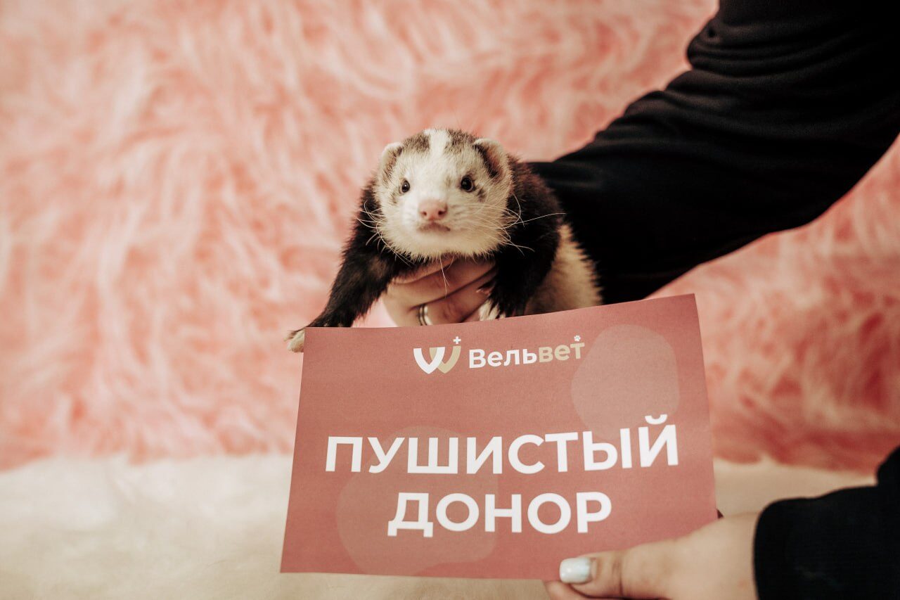 Фото с Дня питомца-донора